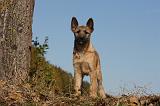 BOUVIER DES ARDENNES 271